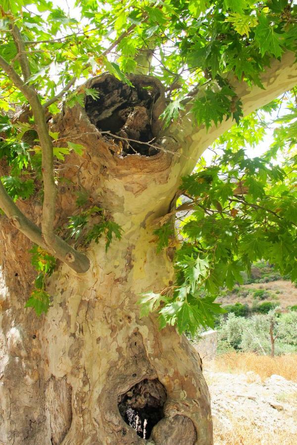 Petrakis Cretan Homes Κίσσαμος Εξωτερικό φωτογραφία